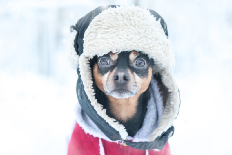 Hund im Schnee mit Mütze