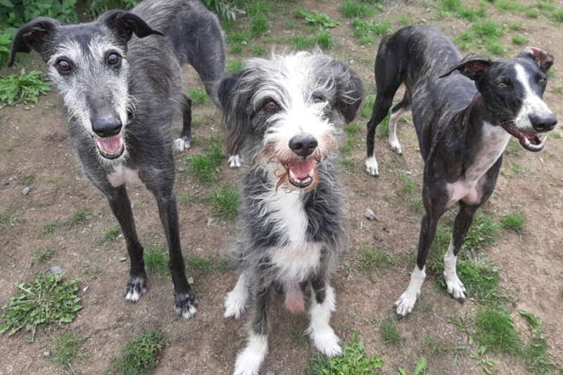 Hundegruppe schaut in Kamera